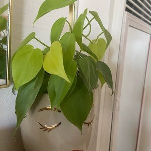 Neon Philodendron Cutting